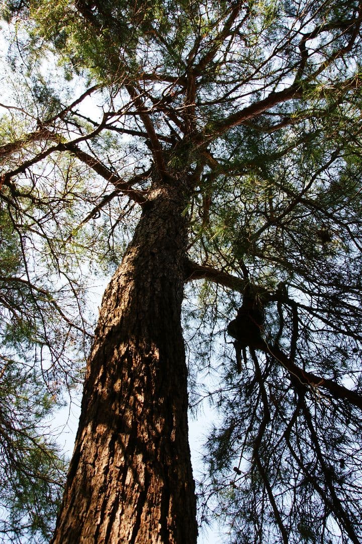 レンズ(ズーム) SONY ZEISS Vario-Sonnar T* DT16-80mm ZA