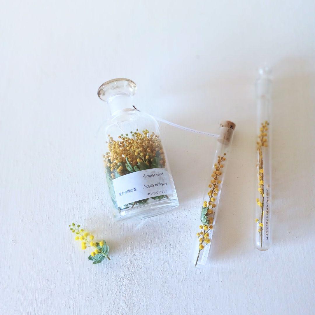 shiturae を 紡ぐ ～自然の欠片～ 植物標本 インテリア 【準備中】