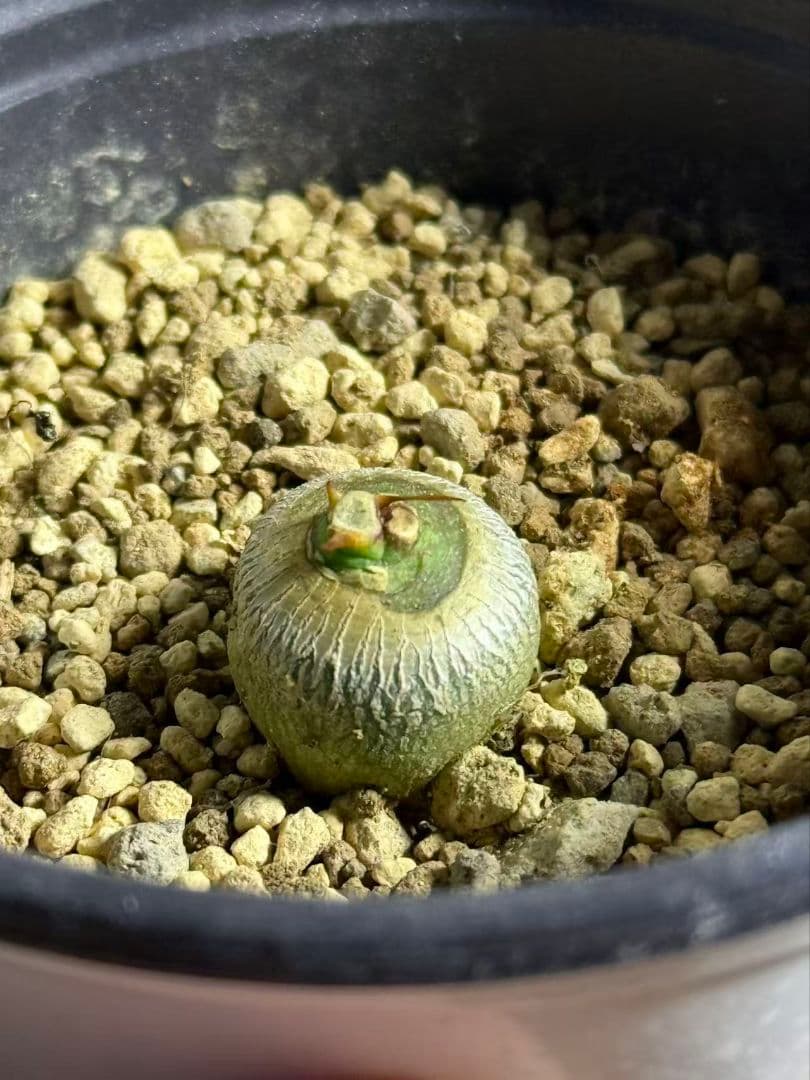 ア*T様 実生 Euphorbia sapinii/ユーフォルビア・サピニー鉢付