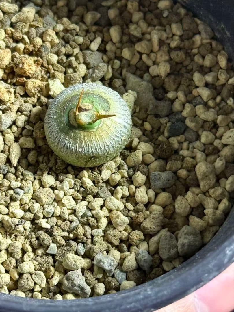 ア*T様 実生 Euphorbia sapinii/ユーフォルビア・サピニー鉢付