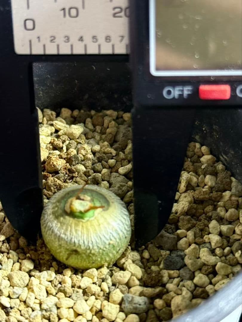 ア*T様 実生 Euphorbia sapinii/ユーフォルビア・サピニー鉢付