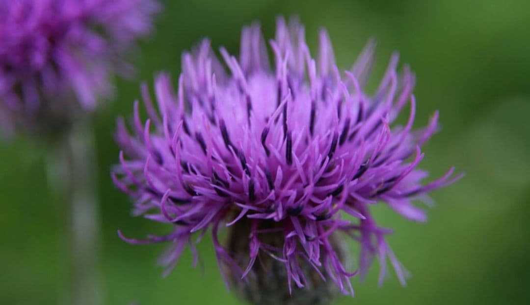 夏未⚠️プロフ一読お願い致します⚠️様　CANON　EOS　Kiss　N