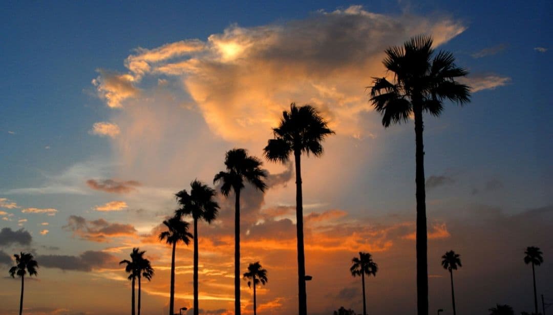 夏未⚠️プロフ一読お願い致します⚠️様　CANON　EOS　Kiss　N