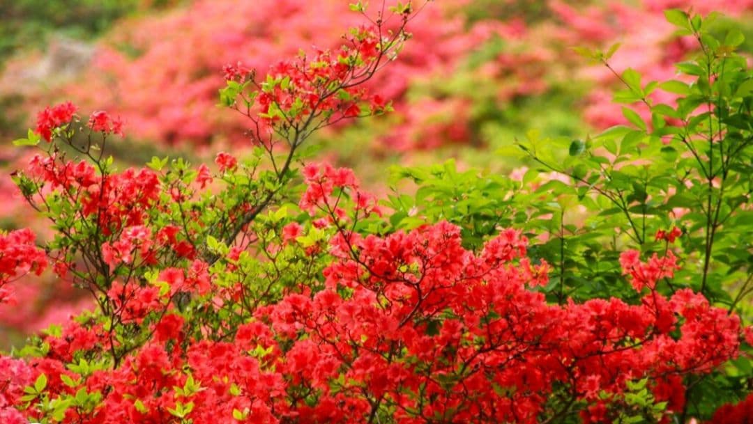 夏未⚠️プロフ一読お願い致します⚠️様　CANON　EOS　Kiss　N