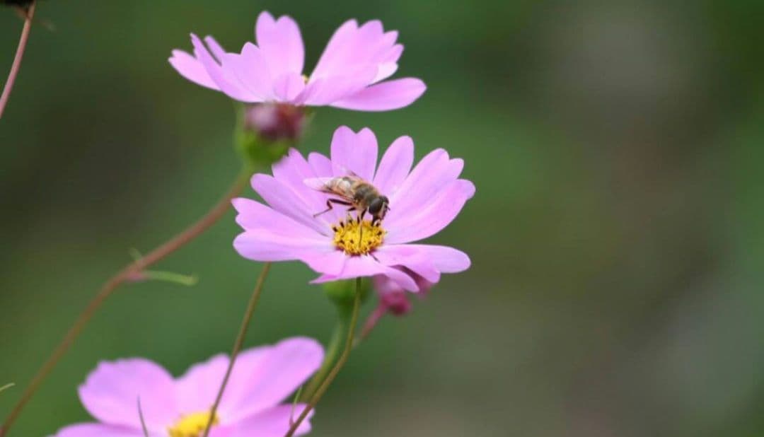 夏未⚠️プロフ一読お願い致します⚠️様　CANON　EOS　Kiss　N