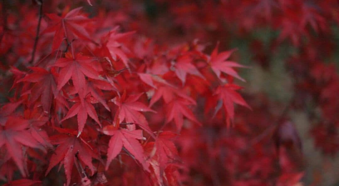 夏未⚠️プロフ一読お願い致します⚠️様　CANON　EOS　Kiss　N