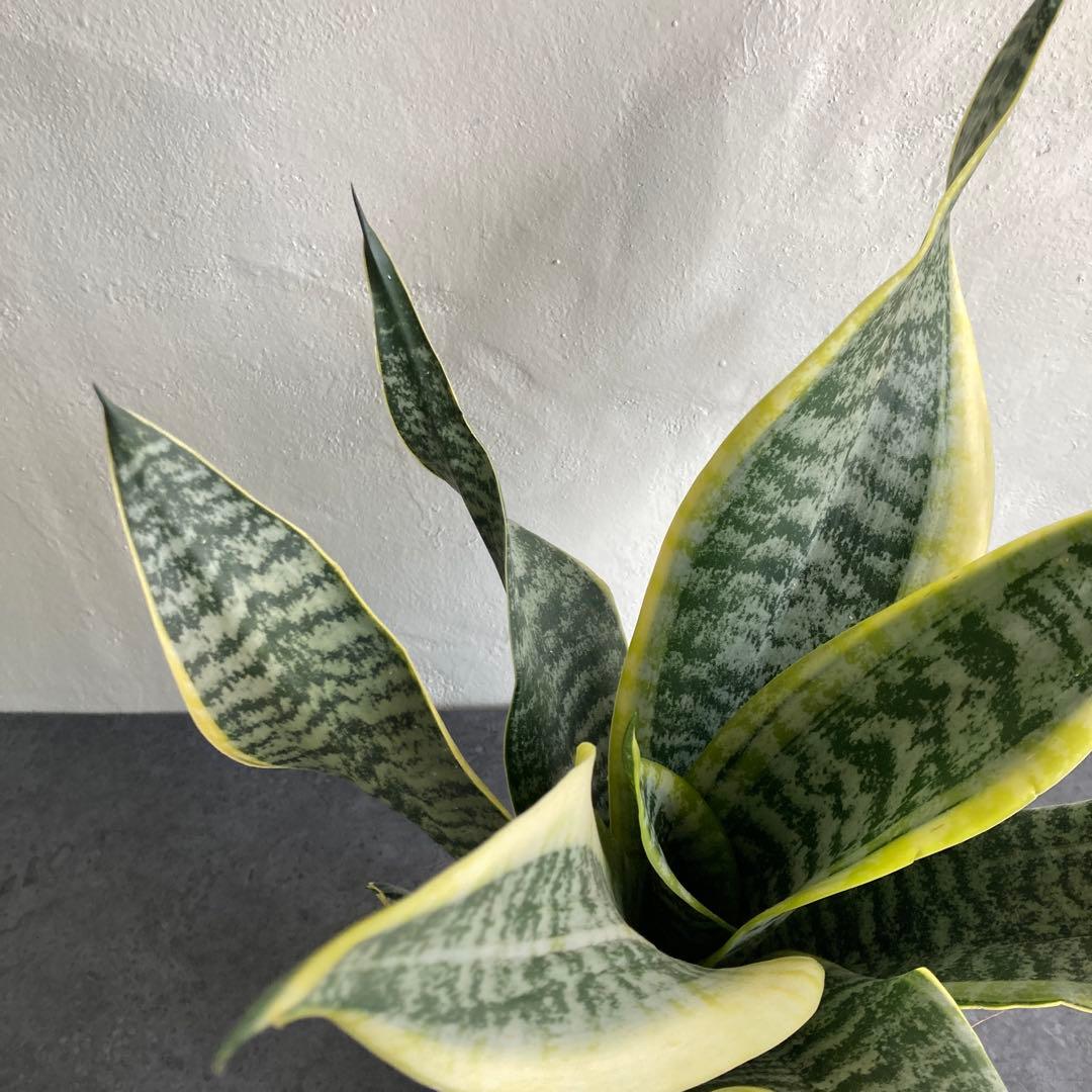 サンスベリア 鉢植え 観葉植物