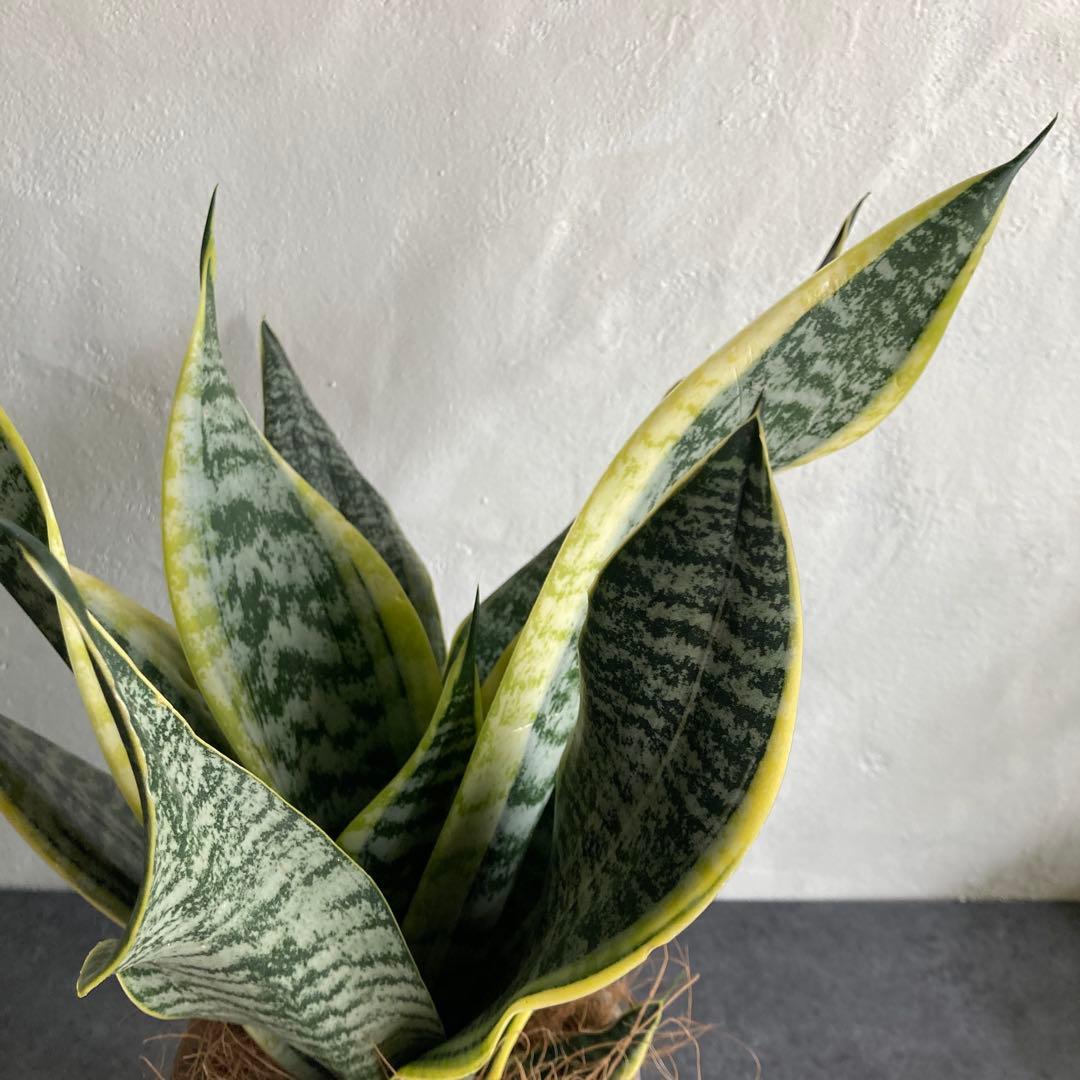 サンスベリア 鉢植え 観葉植物