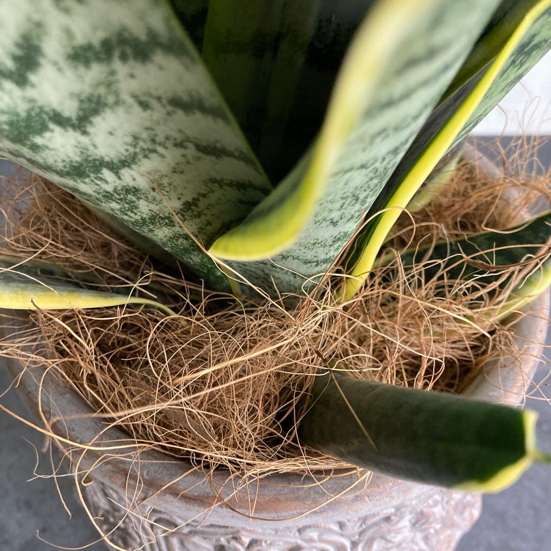 サンスベリア 鉢植え 観葉植物