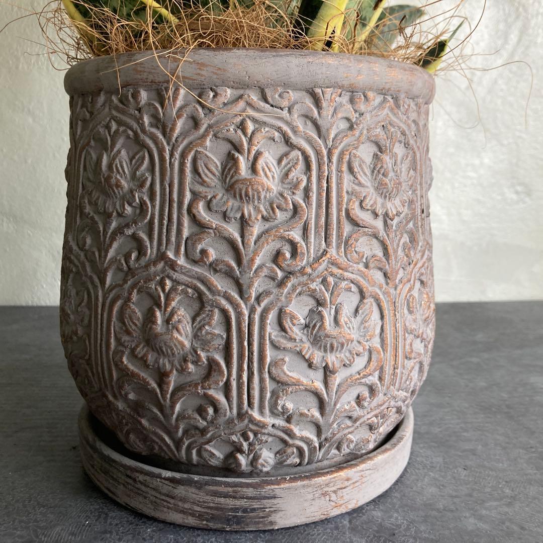 サンスベリア 鉢植え 観葉植物