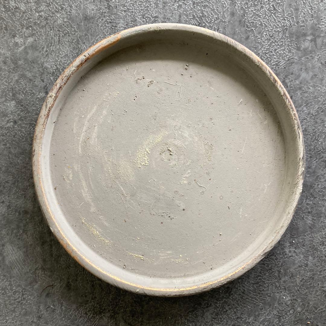 サンスベリア 鉢植え 観葉植物