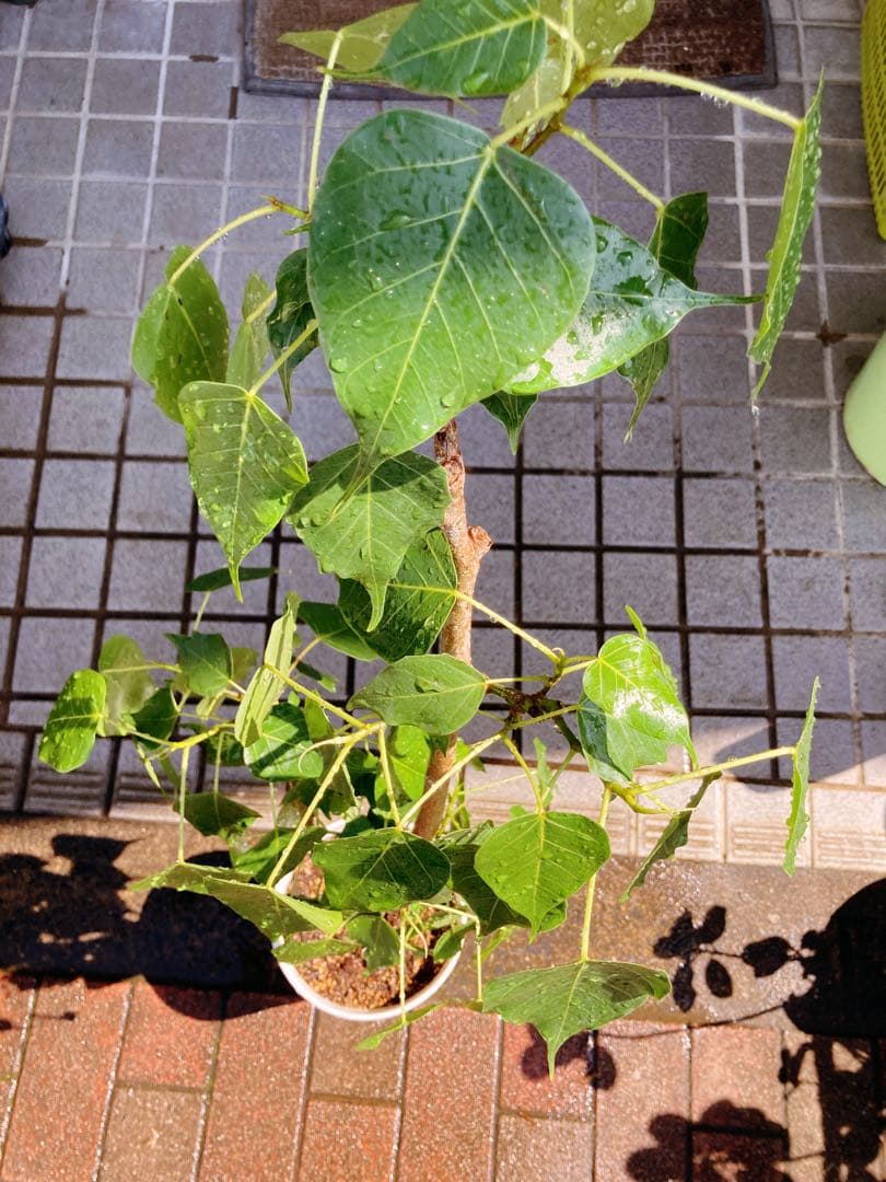 フィカス・レリジオーサ　インドボダイジュ　送料無料