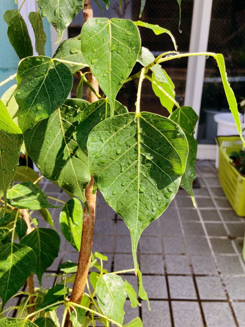 フィカス・レリジオーサ　インドボダイジュ　送料無料