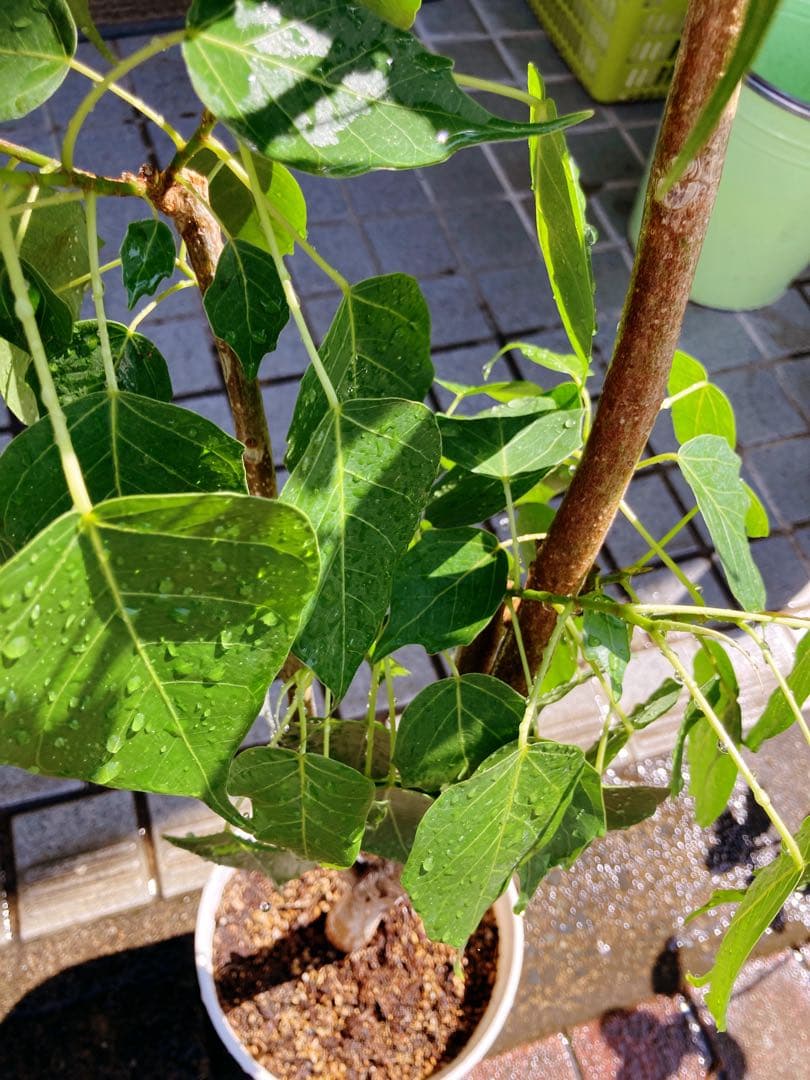 フィカス・レリジオーサ　インドボダイジュ　送料無料