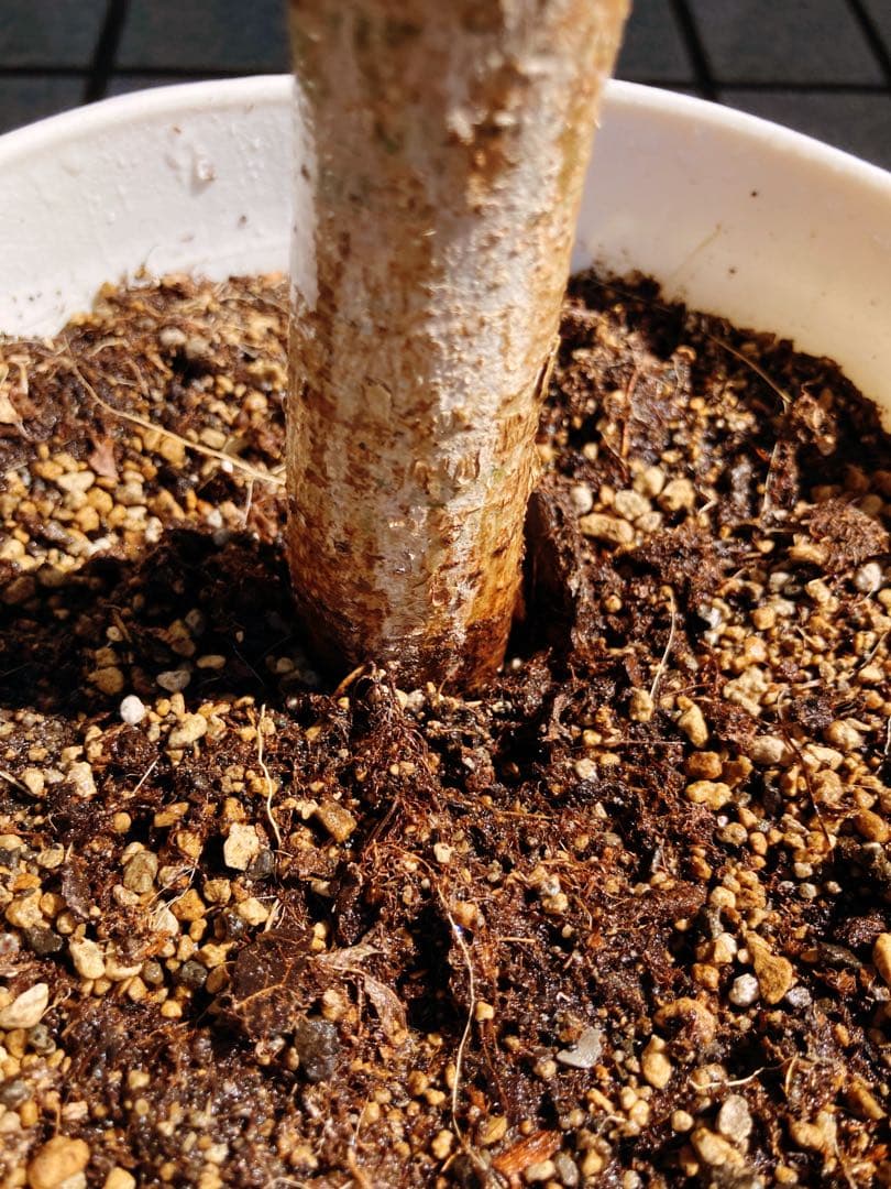 フィカス・レリジオーサ　インドボダイジュ　送料無料