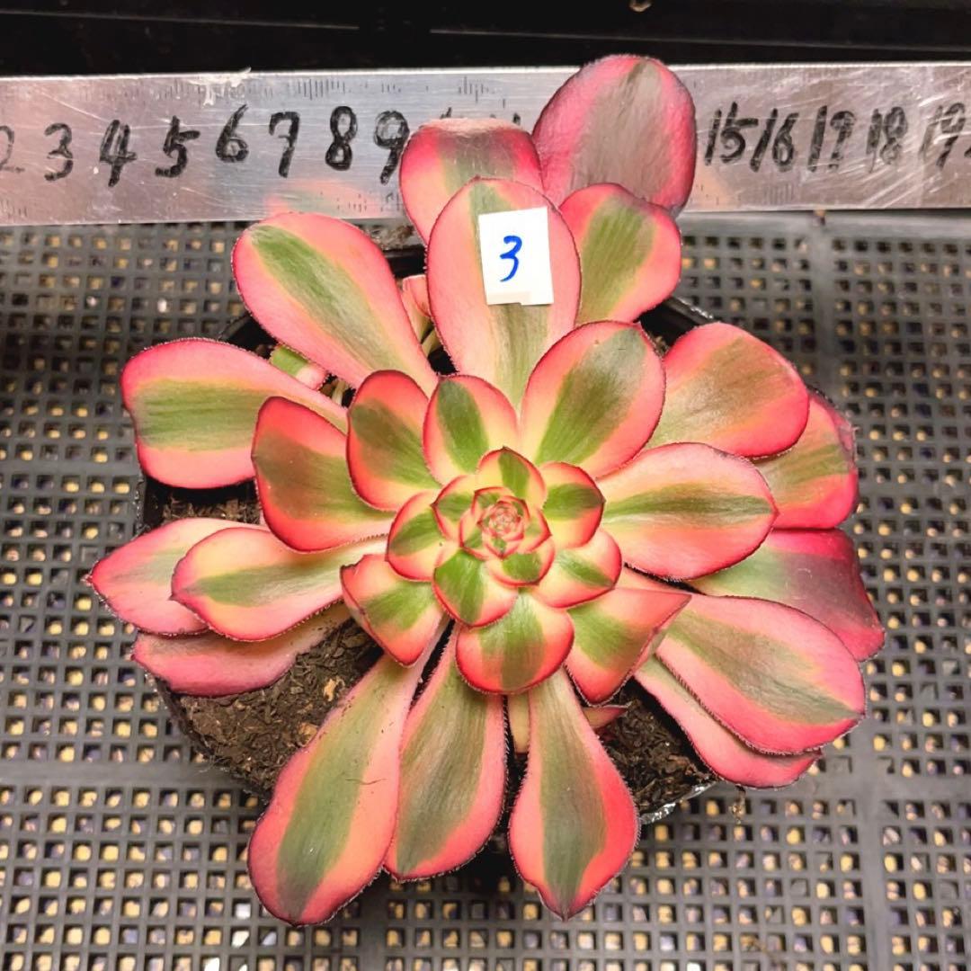 3#多肉植物アエオニウム錦❤️ シャネル❤️1大頭3つ子芽16cm拨き苗