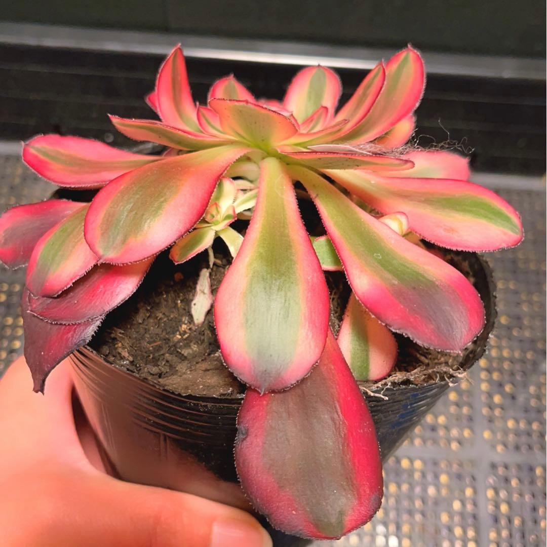 3#多肉植物アエオニウム錦❤️ シャネル❤️1大頭3つ子芽16cm拨き苗