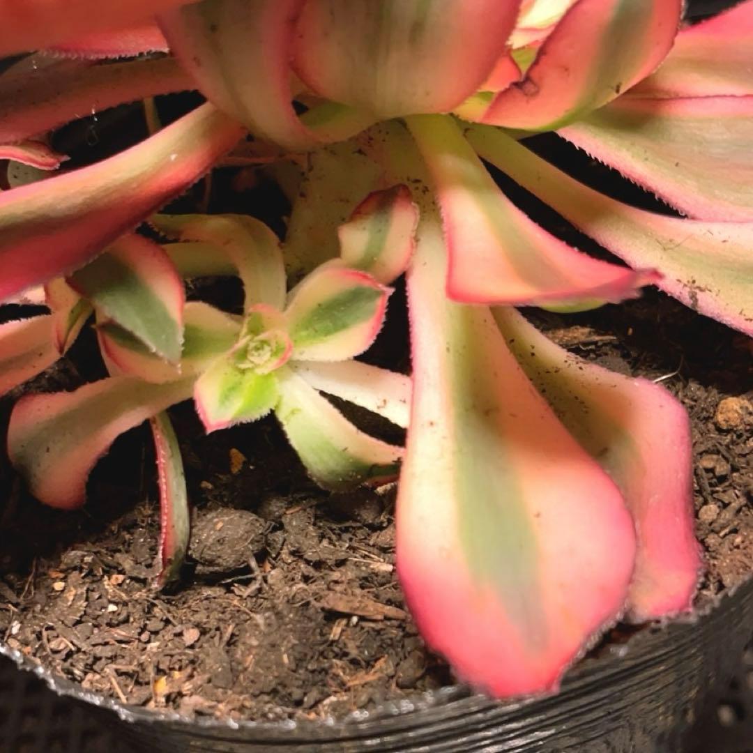 3#多肉植物アエオニウム錦❤️ シャネル❤️1大頭3つ子芽16cm拨き苗