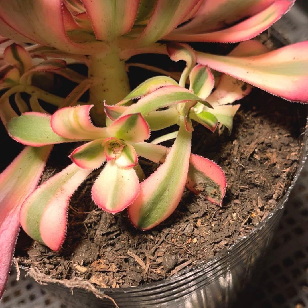 3#多肉植物アエオニウム錦❤️ シャネル❤️1大頭3つ子芽16cm拨き苗