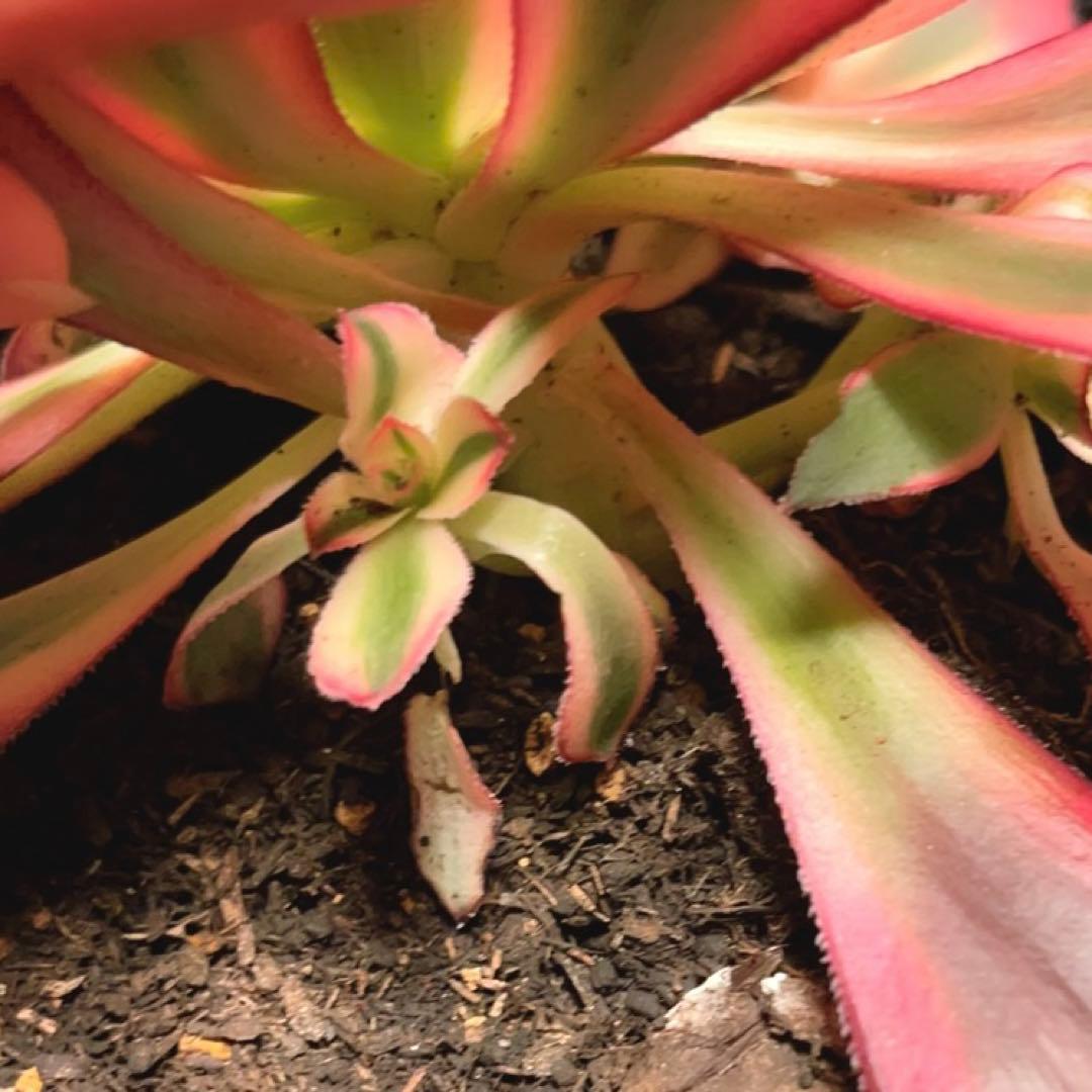 3#多肉植物アエオニウム錦❤️ シャネル❤️1大頭3つ子芽16cm拨き苗