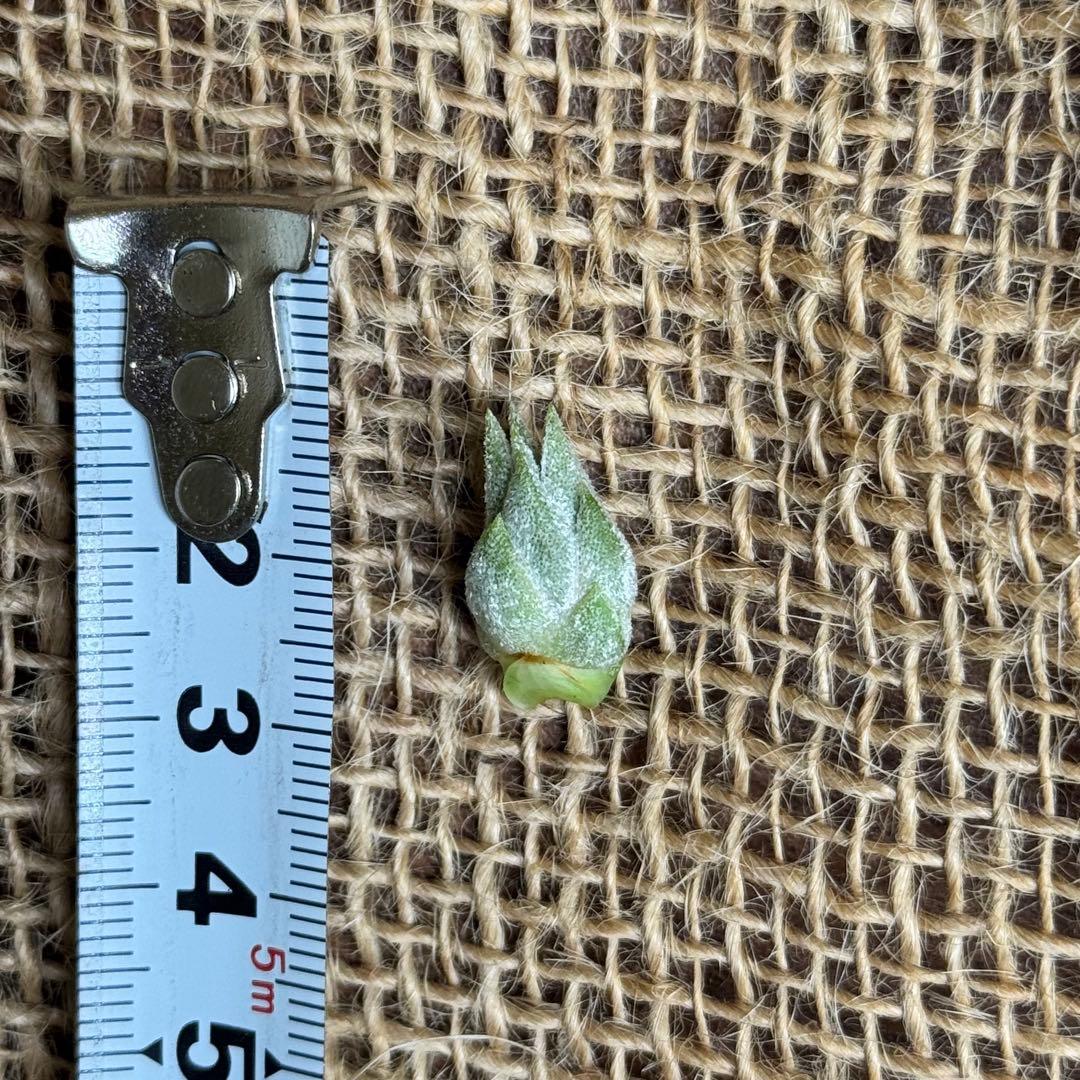 チランジア イオナンタ 白雪姫