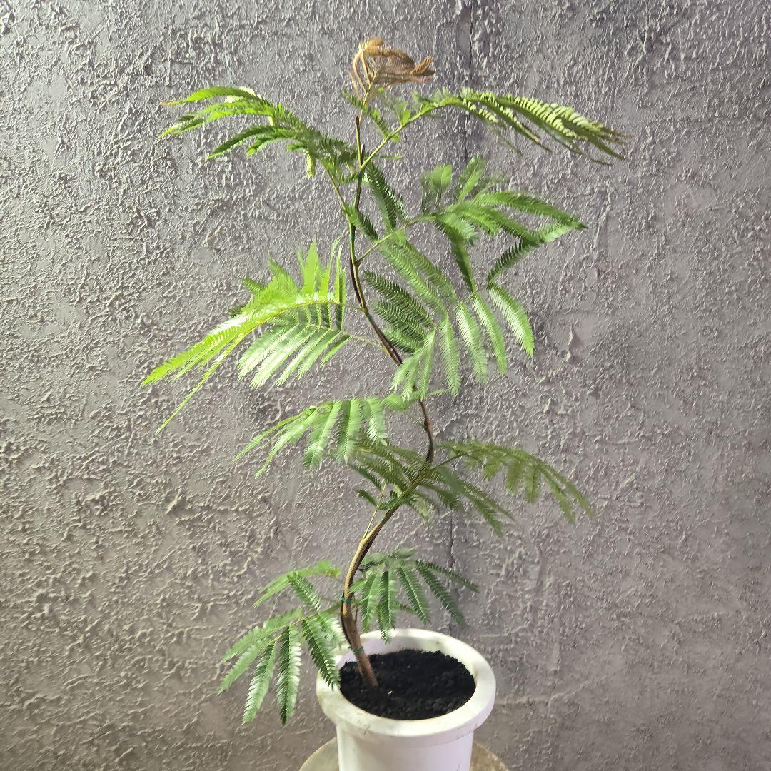 ⑤　エバーフレッシュ曲がり仕立て　7号最高等級