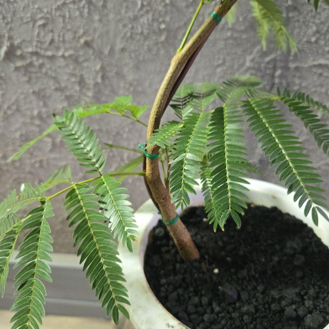 ⑤　エバーフレッシュ曲がり仕立て　7号最高等級