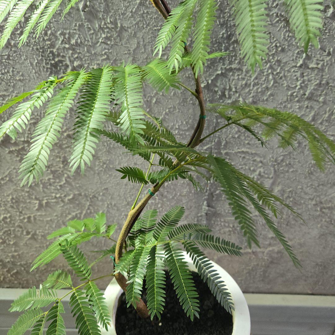 ⑤　エバーフレッシュ曲がり仕立て　7号最高等級