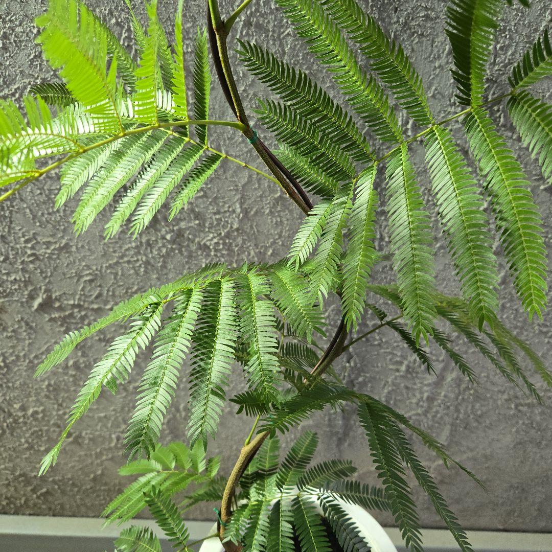 ⑤　エバーフレッシュ曲がり仕立て　7号最高等級