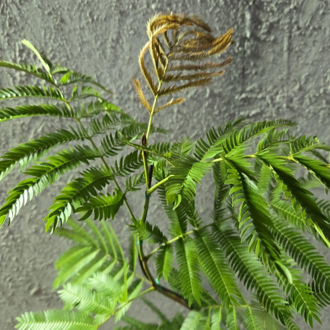 ⑤　エバーフレッシュ曲がり仕立て　7号最高等級