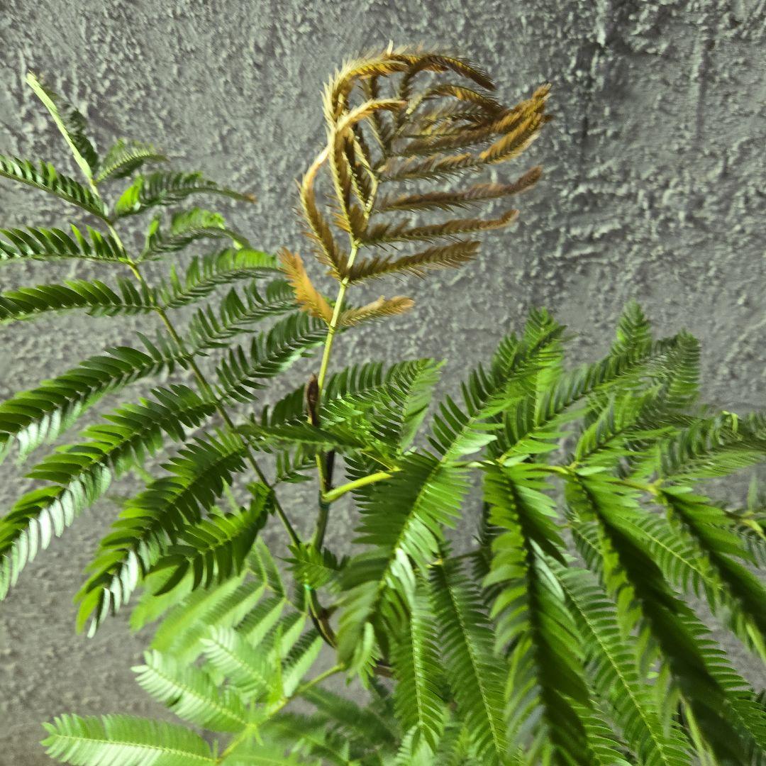 ⑤　エバーフレッシュ曲がり仕立て　7号最高等級