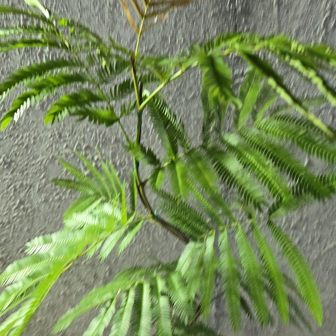 ⑤　エバーフレッシュ曲がり仕立て　7号最高等級