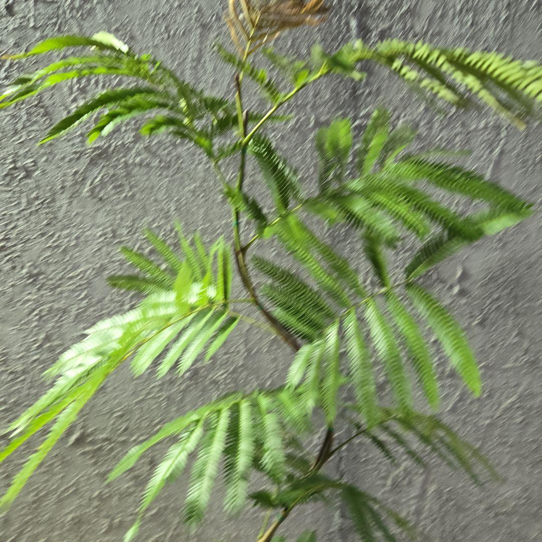 ⑤　エバーフレッシュ曲がり仕立て　7号最高等級