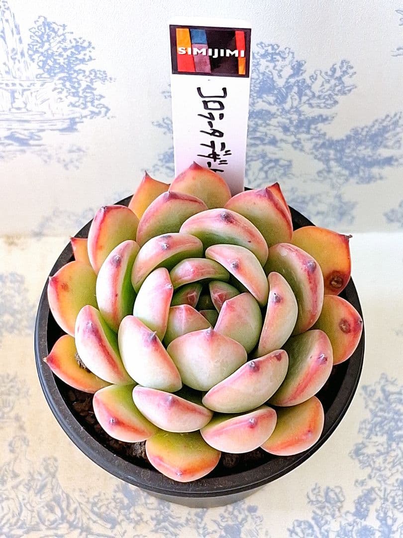 simijimiさん苗コロラータデザートハーモニー札付きポットごとメルカリ便