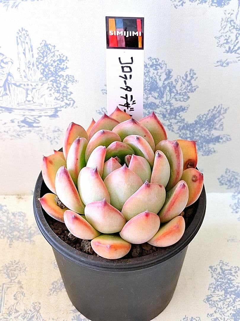 simijimiさん苗コロラータデザートハーモニー札付きポットごとメルカリ便