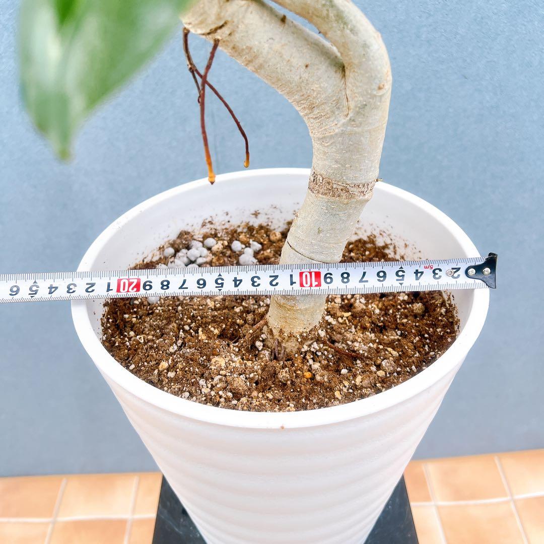 現品　フィカス　ゴムの木　ベンガレンシス　88番　曲り　インテリアグリーン　室内