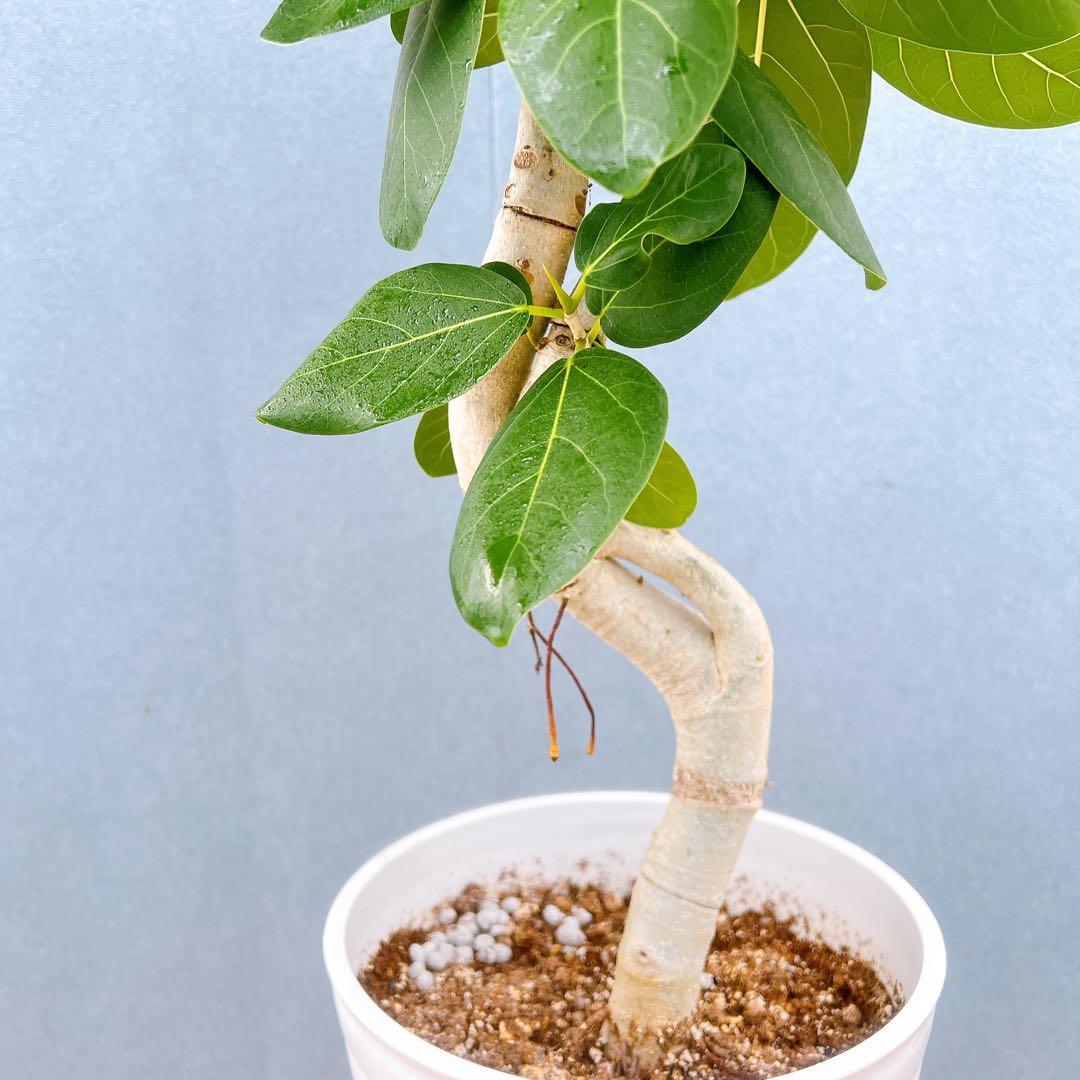 現品　フィカス　ゴムの木　ベンガレンシス　88番　曲り　インテリアグリーン　室内