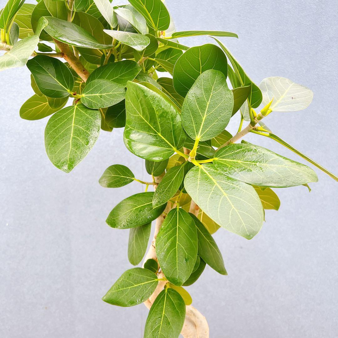 現品　フィカス　ゴムの木　ベンガレンシス　88番　曲り　インテリアグリーン　室内