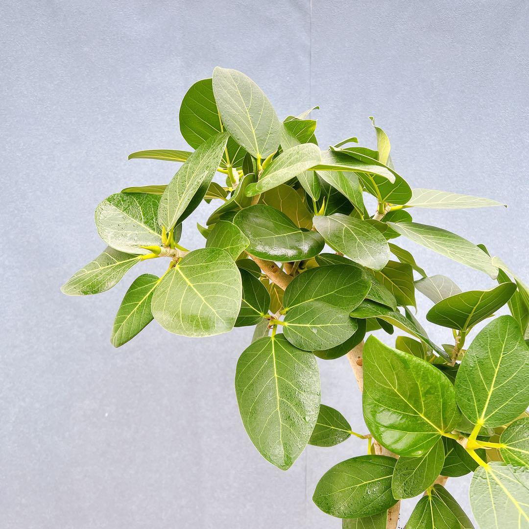 現品　フィカス　ゴムの木　ベンガレンシス　88番　曲り　インテリアグリーン　室内