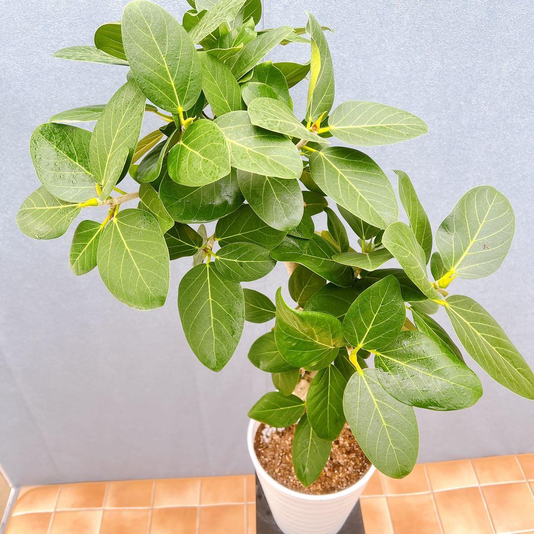 現品　フィカス　ゴムの木　ベンガレンシス　88番　曲り　インテリアグリーン　室内