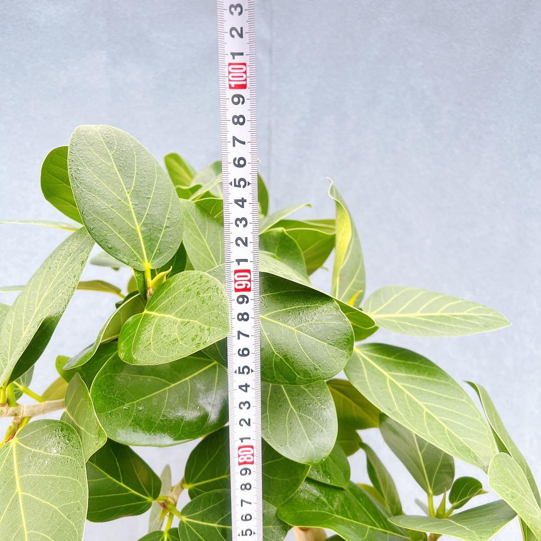 現品　フィカス　ゴムの木　ベンガレンシス　88番　曲り　インテリアグリーン　室内