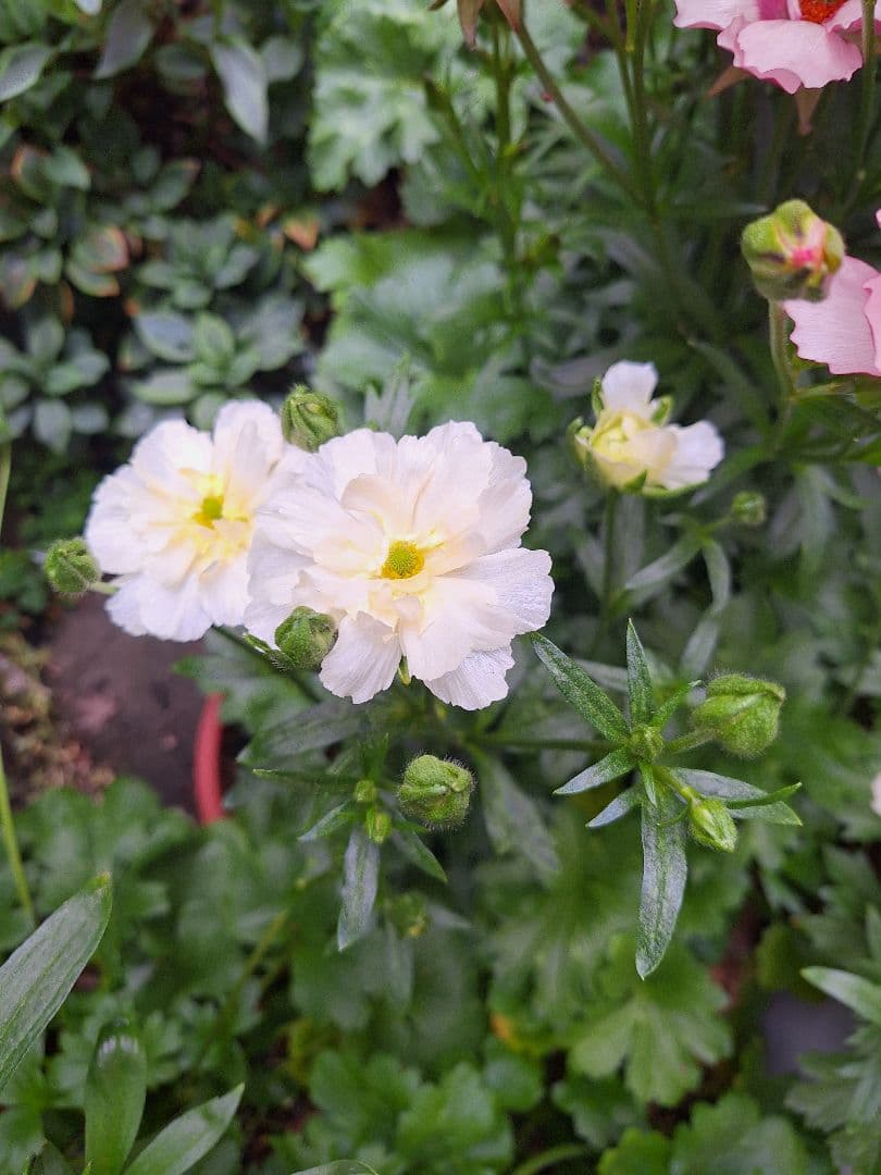 ラナンキュラス　ラックス　5種類セット　芽出し　苗