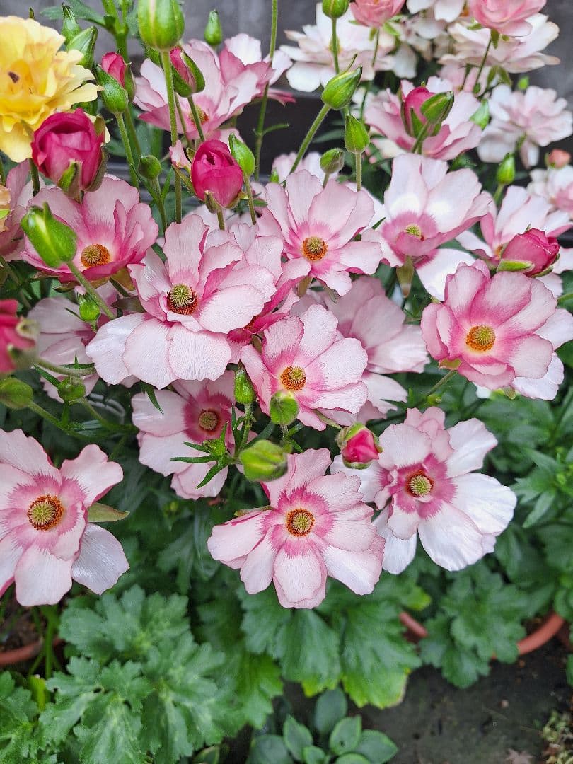 ラナンキュラス　ラックス　5種類セット　芽出し　苗