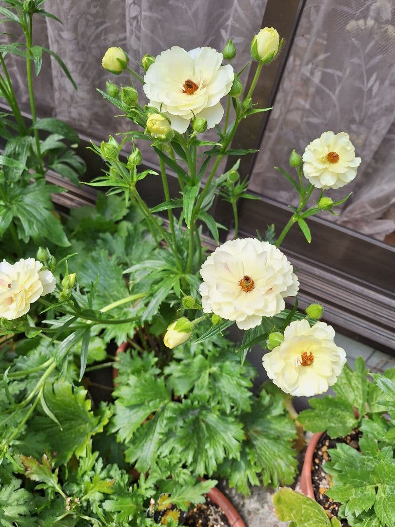 ラナンキュラス　ラックス　5種類セット　芽出し　苗