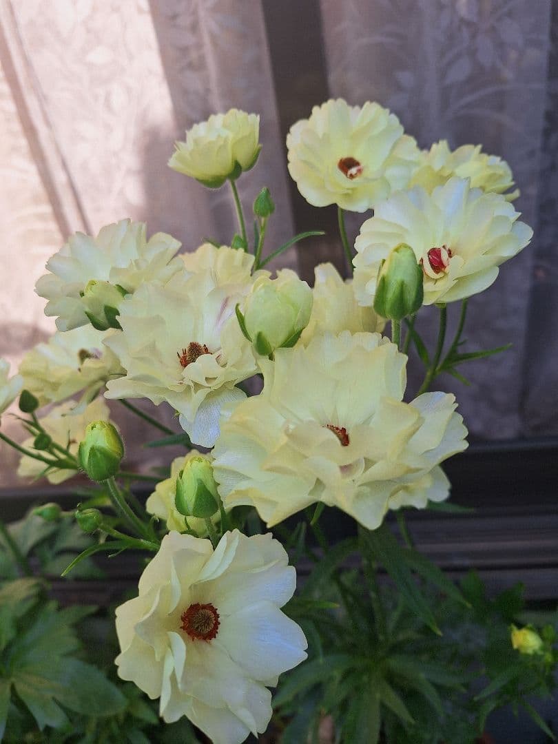 ラナンキュラス　ラックス　5種類セット　芽出し　苗