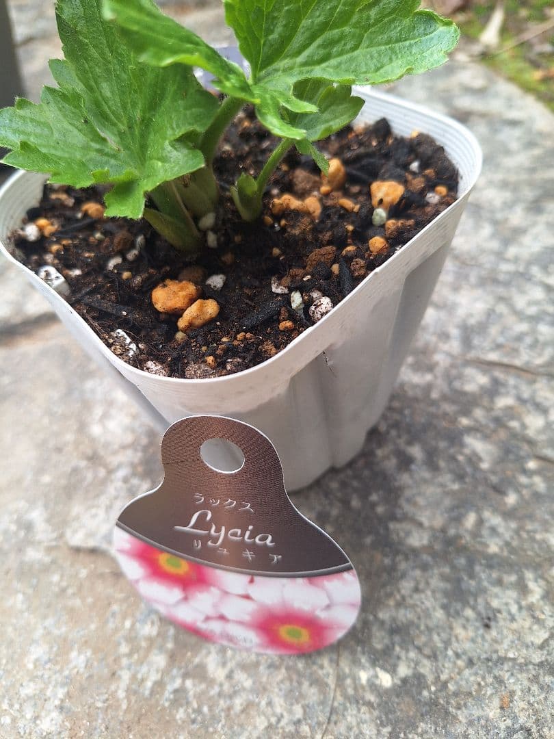 ラナンキュラス　ラックス　5種類セット　芽出し　苗