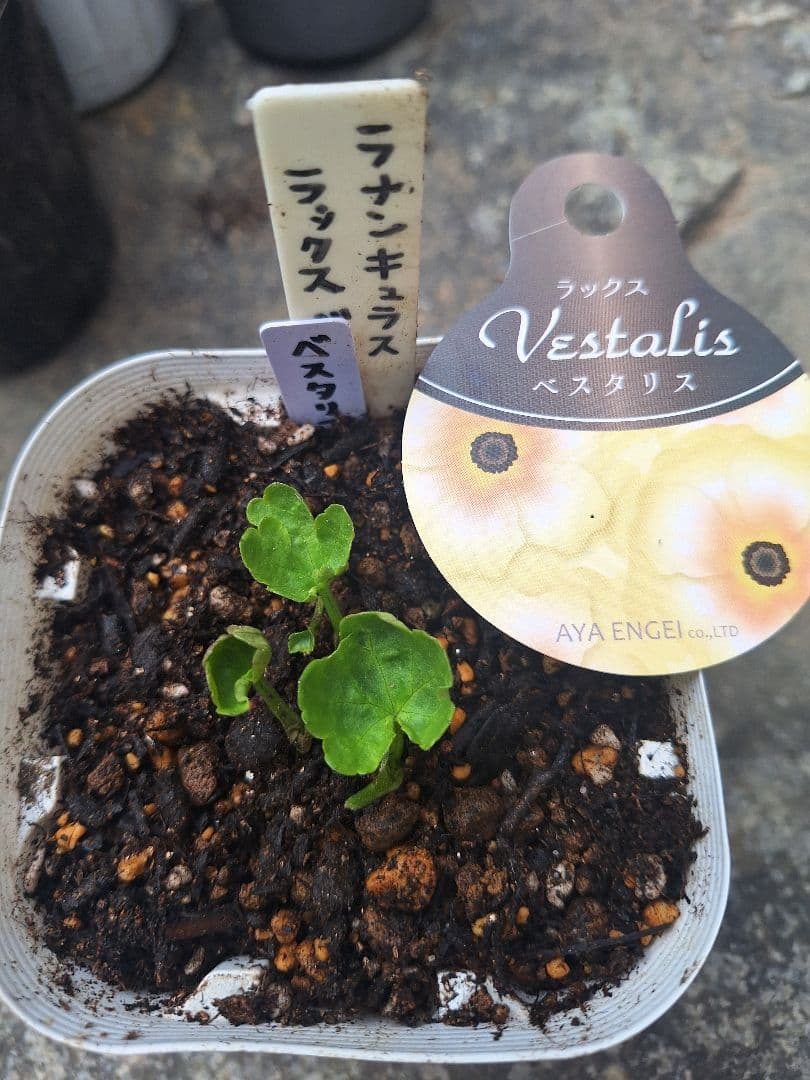 ラナンキュラス　ラックス　5種類セット　芽出し　苗