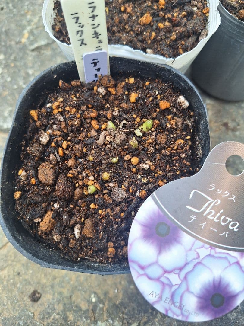 ラナンキュラス　ラックス　5種類セット　芽出し　苗