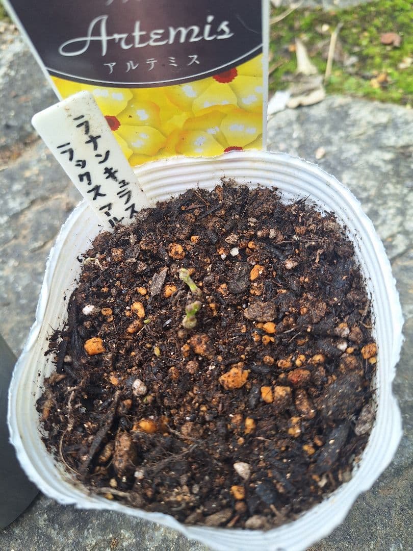 ラナンキュラス　ラックス　5種類セット　芽出し　苗