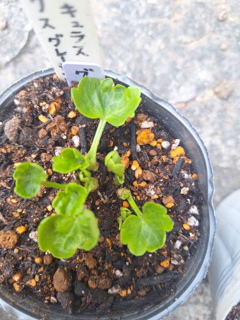 ラナンキュラス　ラックス　5種類セット　芽出し　苗